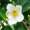 Stewartia Monadelpha -Promos Jardin Bulbes Magasin Stewartia monodelpha 84333 1