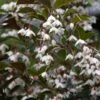 Styrax Japonica Evening Light - Styrax Japonais -Promos Jardin Bulbes Magasin Styrax japonica Evening Light 84336 1