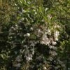 Styrax Japonica Fragrant Fountain -Promos Jardin Bulbes Magasin Styrax japonica Fragrant Fountain IF 1008662 1