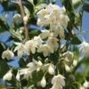 Styrax Japonicus June Snow - Styrax Japonais -Promos Jardin Bulbes Magasin Styrax japonicus June snow 15121 1