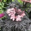 Sureau Noir - Sambucus Nigra Straight Laced -Promos Jardin Bulbes Magasin Sureau noir Sambucus nigra Straight Laced IF 17945 1