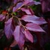 Sycoparrotia Semidecidua Purple Haze -Promos Jardin Bulbes Magasin Sycoparrotia semidecidua Purple Haze V 16341 1