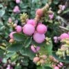 Symphorine - Symphoricarpos Doorenbosii Amethyst -Promos Jardin Bulbes Magasin Symphorine Symphoricarpos doorenbosii Amethyst copyright 75411 1