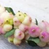 Symphorine - Symphoricarpos Orbiculatus Symphony Rave -Promos Jardin Bulbes Magasin Symphorine Symphoricarpos orbiculatus Symphony Rave IF 19045 1