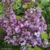 Lilas à Fleurs De Jacinthe - Syringa Hyacinthiflora Maiden's Blush -Promos Jardin Bulbes Magasin Syringa x hyacinthiflora Maiden s Blush 82808 1