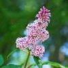 Syringa Josikaea - Lilas De Hongrie -Promos Jardin Bulbes Magasin Syringa josikaea Lilas de Hongrie copyright 18092 1