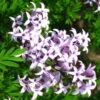 Lilas De Perse - Syringa Persica Laciniata -Promos Jardin Bulbes Magasin Syringa persica Laciniata 84344 1