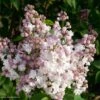 Lilas - Syringa Vulgaris Belle De Moscou -Promos Jardin Bulbes Magasin Syringa vulgaris Belle de Moscou 82803 1
