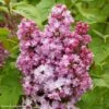Lilas - Syringa Vulgaris Belle De Nancy -Promos Jardin Bulbes Magasin Syringa vulgaris Belle de Nancy 84345 1