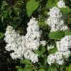 Lilas - Syringa Vulgaris Jeanne D'Arc -Promos Jardin Bulbes Magasin Syringa vulgaris Jeanne d Arc 89450 1