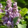 Lilas - Syringa Vulgaris Michel Buchner -Promos Jardin Bulbes Magasin Syringa vulgaris Michel Buchner 88625 1