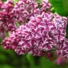 Lilas Sensation - Syringa Vulgaris -Promos Jardin Bulbes Magasin Syringa vulgaris Sensation 7586 1