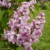 Lilas - Syringa Vulgaris Zhemchuzhina -Promos Jardin Bulbes Magasin Syringa vulgaris Zhemchuzhina 82806 1
