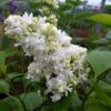 Lilas - Syringa Vulgaris Madame Lemoine -Promos Jardin Bulbes Magasin Syringa vulgaris Madame Lemoine copyright 75852 1