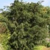 Taxus Baccata Dovastoniana - If Commun -Promos Jardin Bulbes Magasin Taxus baccata Dovastoniana V 1008771 1