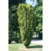 Taxus Baccata Fastigiata Aurea - If Commun Doré -Promos Jardin Bulbes Magasin Taxus baccata Fastigiata Aurea 87351 1