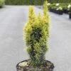 Taxus Baccata Ivory Tower - If Colonnaire Panaché -Promos Jardin Bulbes Magasin Taxus baccata Ivory Tower 84350 1