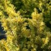 If Commun - Taxus Baccata Kupfergold -Promos Jardin Bulbes Magasin Taxus baccata Kupfergold copyright 1002851 1