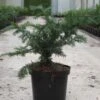 Taxus Baccata Repandens - If Commun -Promos Jardin Bulbes Magasin Taxus baccata Repandens 84351 1