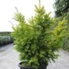 Taxus Baccata Semperaurea - If Commun Doré. -Promos Jardin Bulbes Magasin Taxus baccata Semperaurea 84352 1