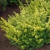 Taxus Baccata Summergold - If Commun Doré -Promos Jardin Bulbes Magasin Taxus baccata Summergold 87353 1