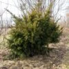 Taxus Media Densiformis - If Hybride -Promos Jardin Bulbes Magasin Taxus media Densiformis 84353 1