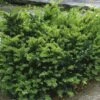 Taxus Media Emerald Spreader - If Hybride -Promos Jardin Bulbes Magasin Taxus media Emerald Spreader V 873541 1