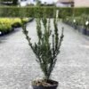Taxus Media Hillii - If Hybride 1 Taxus Media Hillii - If Hybride -Promos Jardin Bulbes Magasin Taxus media Hillii 87355 1
