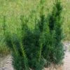 Taxus X Media Hicksii - If Hybride -Promos Jardin Bulbes Magasin Taxus x media Hicksii 82230 1