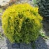 Thuya Du Canada - Thuja Occidentalis Amber Glow -Promos Jardin Bulbes Magasin Thuja occidentalis Amber Glow LD 1008781 1