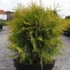 Thuya Du Canada - Thuja Occidentalis Golden Globe -Promos Jardin Bulbes Magasin Thuja occidentalis Golden Globe 84358 1