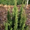 Thuya Du Canada - Thuja Occidentalis Malonyana Holub 2 Thuya Du Canada - Thuja Occidentalis Malonyana Holub -Promos Jardin Bulbes Magasin Thuja occidentalis Maloyana Holub V 1008821 1