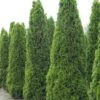 Thuja Occidentalis Totem Smaragd - Thuya Du Canada -Promos Jardin Bulbes Magasin Thuja occidentalis Totem Smaragd 15214 1