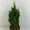 Thuya Du Canada - Thuja Occidentalis Zmatlik -Promos Jardin Bulbes Magasin Thuja occidentalis Zmatlik 771002 1