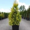 Thuya Géant - Thuja Plicata 4 Ever Goldy -Promos Jardin Bulbes Magasin Thuja plicata 4 EVER GOLDY 84363 1