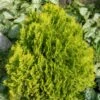 Thuja Occidentalis Golden Smaragd - Thuya Du Canada -Promos Jardin Bulbes Magasin Thuya du Canada Thuja occidentalis Golden Smaragd copyright 1002262 1
