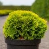 Thuja Occidentalis Mirjam - Thuya Du Canada -Promos Jardin Bulbes Magasin Thuya du Canada Thuja occidentalis Mirjam IF 1008842 1