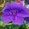 Tibouchina Groovy Baby - Tibouchina Nain -Promos Jardin Bulbes Magasin Tibouchina Groovy baby 83472 1