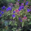 Tibouchina Urvilleana - Tibouchine D'Urville. -Promos Jardin Bulbes Magasin Tibouchina urvilleana 83473 1