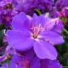 Tibouchina Urvilleana Edwardsii -Promos Jardin Bulbes Magasin Tibouchina urvilleana Edwardsii IF 183181 1