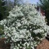 Viorne De Prague - Viburnum Pragense 1 Viorne De Prague - Viburnum Pragense -Promos Jardin Bulbes Magasin Viburnum Pragense 84372 1