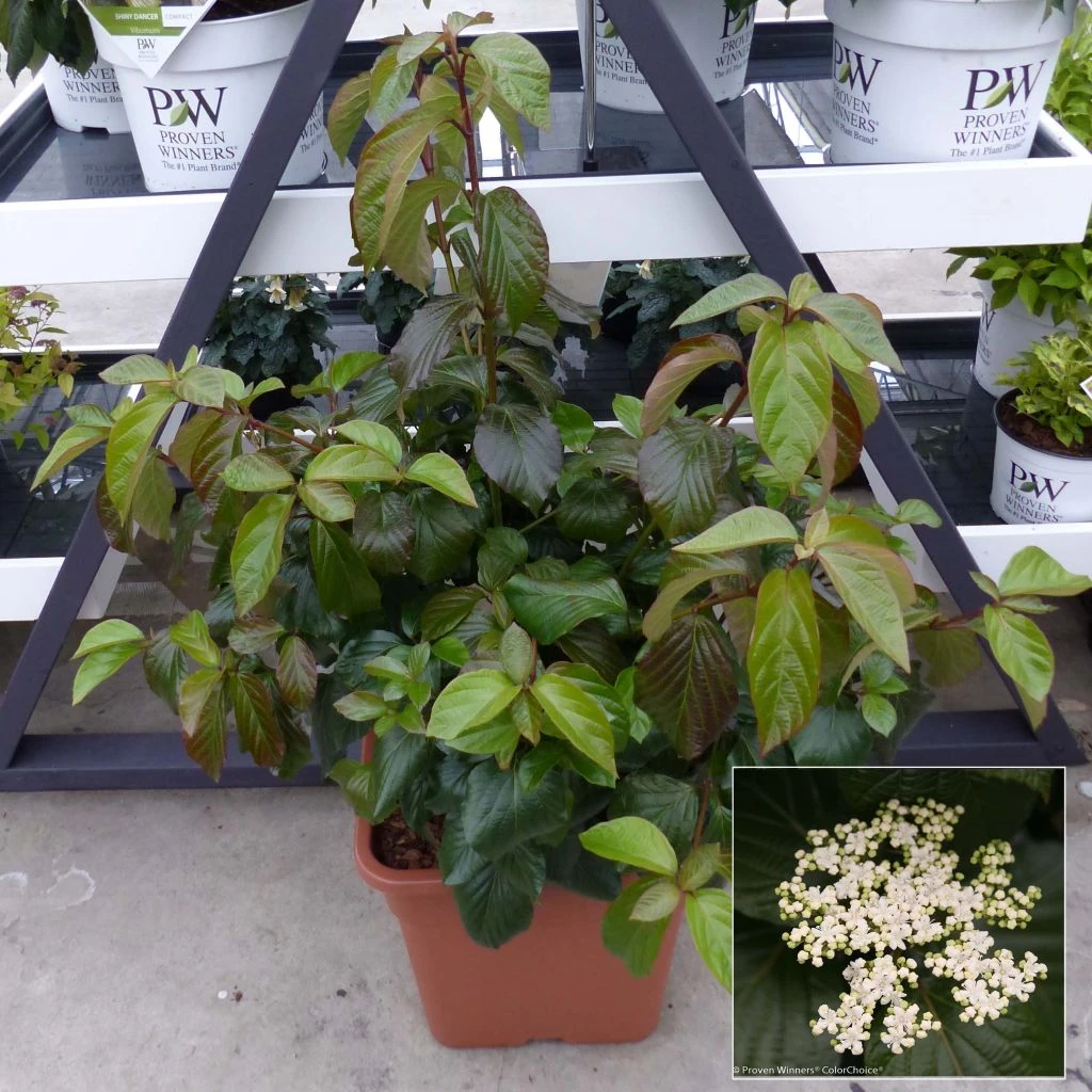 Viorne - Viburnum Shiny Dancer 3 Viorne - Viburnum Shiny Dancer