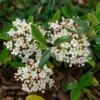 Viburnum Burkwoodii Conoy - Viorne De Burkwood -Promos Jardin Bulbes Magasin Viburnum burkwoodii Conoy 89390 1