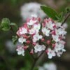 Viorne Du Burkwood - Viburnum X Burkwoodii Mohawk -Promos Jardin Bulbes Magasin Viburnum burwoodii Mohawk copyright 1002892 1