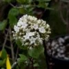 Viorne - Viburnum (x) Carlcephalum -Promos Jardin Bulbes Magasin Viburnum carlcephalum 9631 1