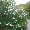 Viburnum Carlesii Juddii - Viorne -Promos Jardin Bulbes Magasin Viburnum carlesii Juddii 89388 1