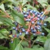 Viorne - Viburnum Globosum Jermyns Globe -Promos Jardin Bulbes Magasin Viburnum globosum Jermyns Globe 84377 1