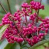Viorne - Viburnum Nudum Brandywine -Promos Jardin Bulbes Magasin Viburnum nudum Brandywine copyright 1008941 1