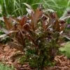 Viburnum Odoratissimum Coppertop - Viorne Parfumée 1 Viburnum Odoratissimum Coppertop - Viorne Parfumée -Promos Jardin Bulbes Magasin Viburnum odoratissimum Coppertop 88860 1