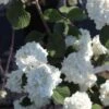 Viorne - Viburnum Plicatum Grandiflorum -Promos Jardin Bulbes Magasin Viburnum plicatum Grandiflorum Noble 84380 1